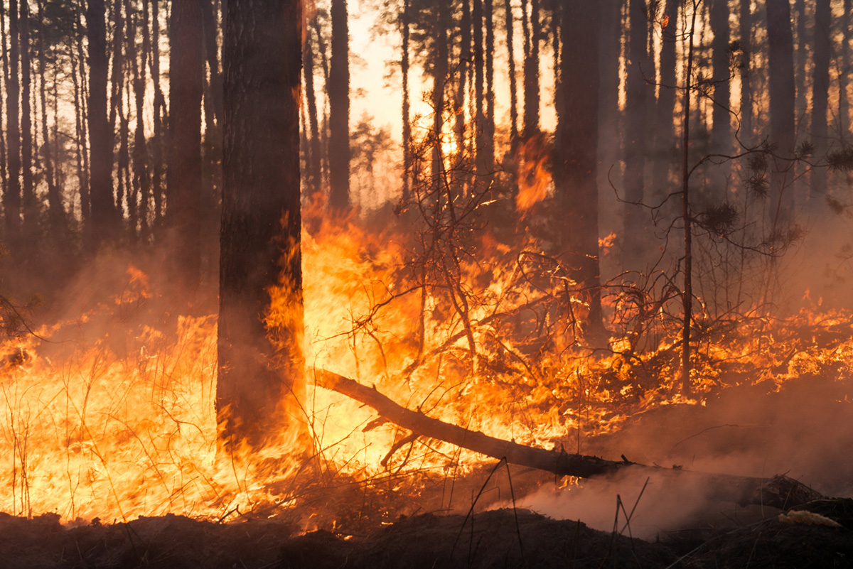Wildfires: What You Need to Know to Protect Your Property