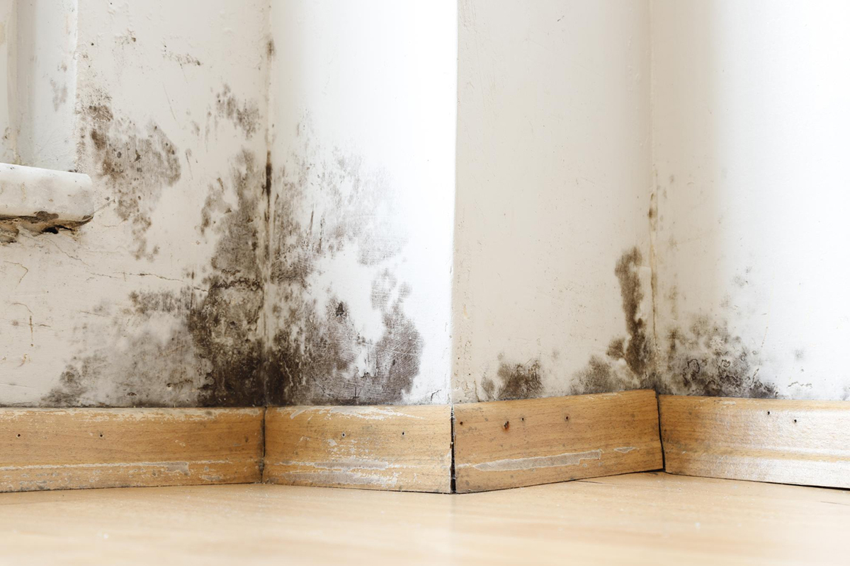 A Guide to Mold Damage Insurance Claims